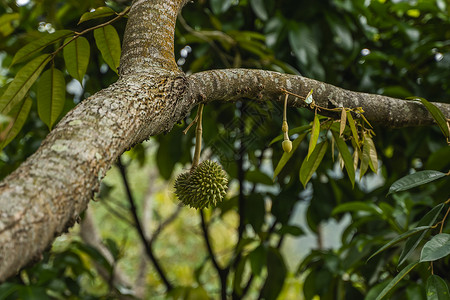 榴莲  热带水果之王 在果园的树枝上 园艺系统中一棵树上的新鲜榴莲 榴莲种植园 榴莲可以在适宜的条件下生长 特殊而有用的植物收成背景图片