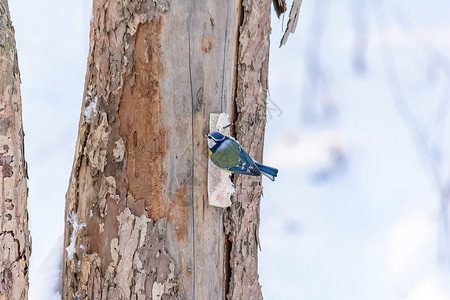 又名蓝冠山雀冬天的森林鸟类在饲料附近栖息木头山雀羽毛鸣禽动物群野生动物树林食物环境花园背景