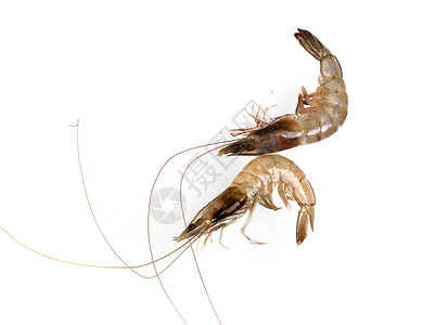 白底孤立于白色背景的鲜虾或虾寿司海鲜甲壳小路龙虾脊椎动物饮食老虎对虾海洋背景图片