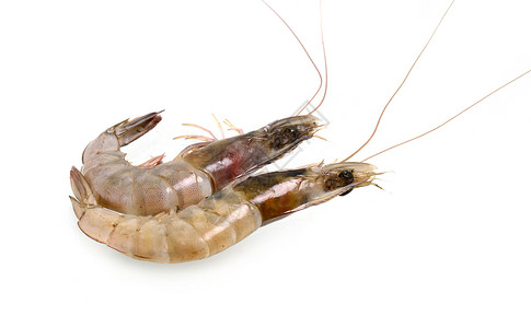 白底孤立于白色背景的鲜虾或虾小路海洋农场鱼片对虾记号寿司动物甲壳海鲜背景图片