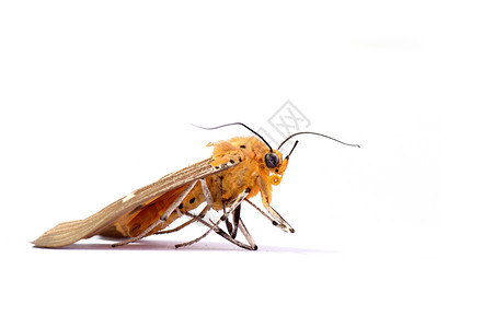 声明白背景上的死飞蛾漏洞生物学生活触角害虫房子衣服身体工作室翅膀背景