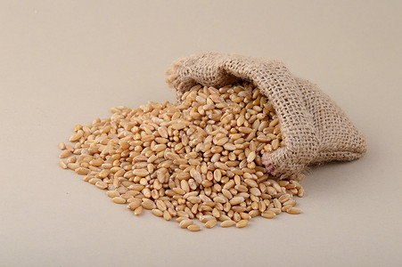 金燕麦食物粮食高清图片