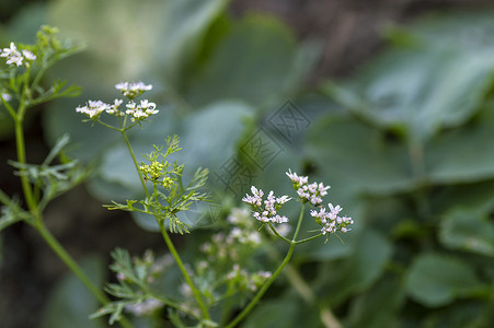 奇凯蒂特写农场田里的植物上的Coriander鲜花土地草本植物蔬菜种子芫荽场地花园沙拉饮食栽培背景