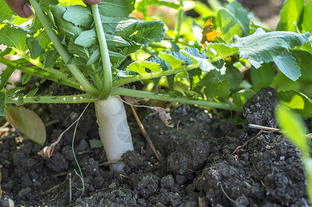 Radish在农场种植花园土地食物白萝卜生产萝卜叶子收成农民饮食背景图片