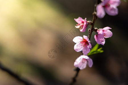 蜡质的泰国清迈的樱花花花朵开花季节场景传奇花园土井公园痤疮蓝色花瓣樱花背景