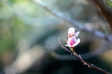 蜡质的泰国清迈的樱花花花朵开花痤疮寺庙场景花瓣季节传奇樱花花园天空旅行背景