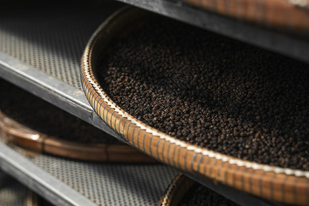 黑胡椒粒在干燥室或黑胡椒种植园的芦苇板上干燥 黑胡椒粒的干燥 农业 香料背景