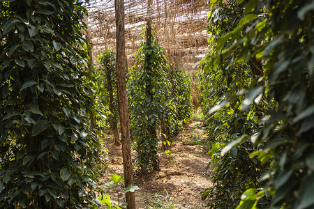 生长在亚洲种植园的黑胡椒植物 在树的成熟青椒 热带国家的农业 干燥前在树上撒上胡椒粉花园叶子栽培农村草本植物胡椒贡布场地植物群香背景