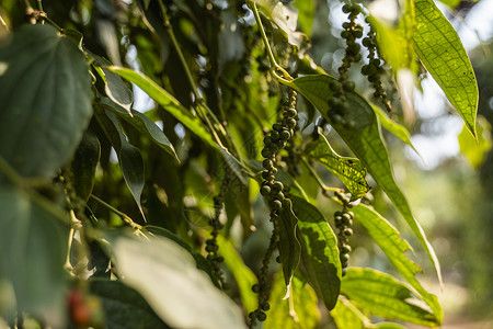 生长在亚洲种植园的黑胡椒植物 在树的成熟青椒 热带国家的农业 干燥前在树上撒上胡椒粉种子农村草本植物花园叶子贡布水果植物群烹饪胡背景