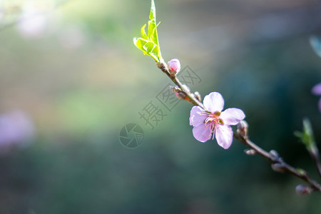 泰国清迈的樱花花花朵开花花瓣痤疮场景蜡质花园天空土井旅行季节木头背景图片