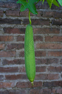 被称为蔬菜海绵的有机Luffa种植园农业绿色花园雌花栽培黄瓜伊蚊植物水果卫生背景