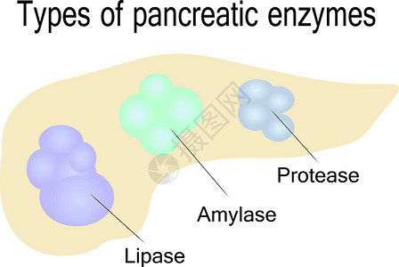 蛋白酶胰酶的种类插画