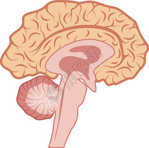脑神经细胞人类截面 brai 的矢量图解插画
