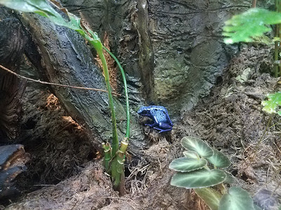 绿色植物树上青青青蛙图片