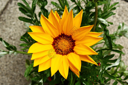 园中珍丽的花朵珍宝花植物群黄色花园植物宝花高清图片