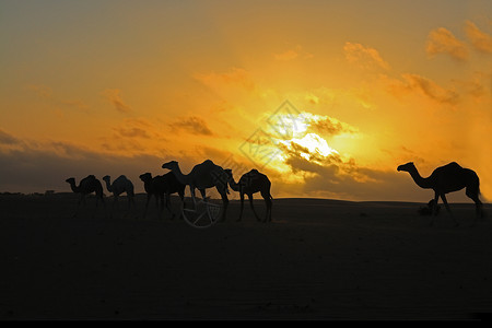 毛里塔尼亚的骆驼高清图片