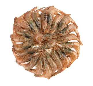 孤立的原虾照片动物宏观甲壳白色海鲜背景图片