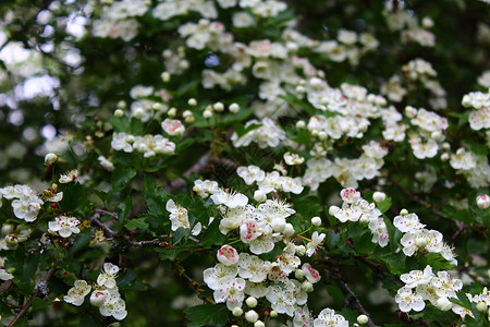 在森林中开花的哈霍恩茶树植物群山楂季节茶厂森林药物山楂花季节性背景图片