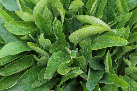 在性质上的 comfrey 字段药品生长医疗花园叶子自然医学植物绿色树叶背景图片