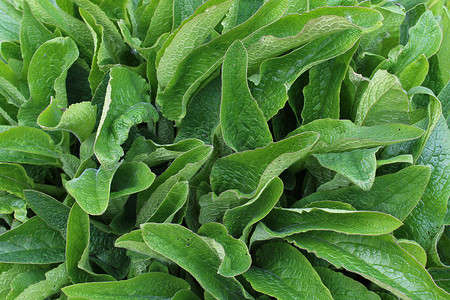 在性质上的 comfrey 字段生长叶子植物绿色花园医疗树叶药品自然医学背景图片