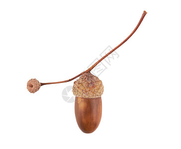 橡角棕色种子橡木季节性水果季节坚果白色背景图片