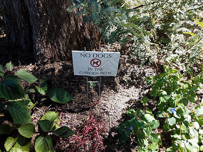 禁止带火种花园床铺里没有带树和植物的狗标志背景