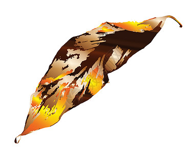 金秋叶插图艺术品艺术季节叶子金子季节性绘画棕色背景图片