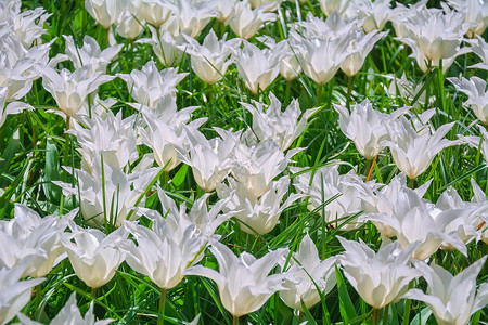 白色郁金香花背景图片