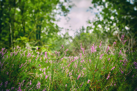 紫色花朵植物树夏天在绿林中野生的羊草背景