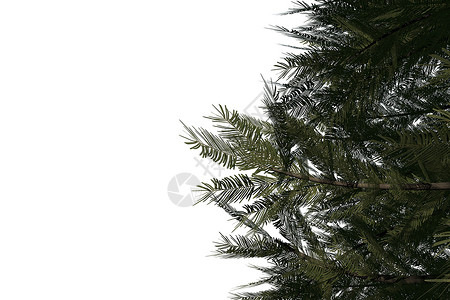 数字生成的绿色fir树绘图枞树计算机插图背景图片