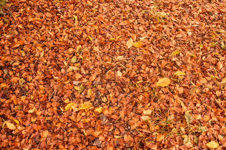 地面的秋叶背景主题概念背景图片