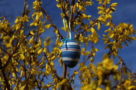 福塞西亚的东面蛋连翘花篮子彩蛋装饰背景图片