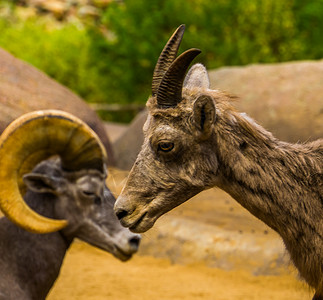 沙漠大角羊羚羊宠物高清图片
