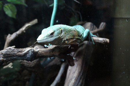 一座大绿色的冷血蜥蜴 在天文馆里爬虫热带黄色动物蛇怪棕色身体尾巴野生动物皮肤背景图片