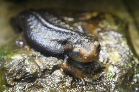 棕色蜥蜴野生动物自然高清图片