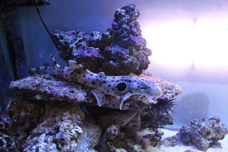 一大群不同颜色的鱼生活海洋黑色水族馆热带动物蓝色鲤鱼潜水旅行背景图片