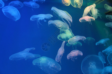 美杜莎蓝色和清澈海水中的大型水母浮潜白色水族馆危险动物海蜇野生动物生物热带生活背景