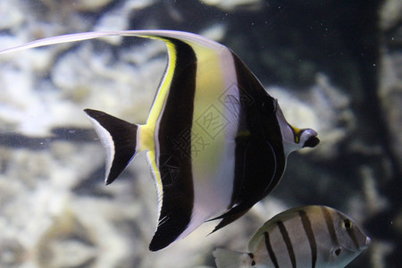 鱼在水族馆清澈的水中捕捉了条状天使鱼神仙鱼条纹生活情调卡通片旅行野生动物动物插图海洋背景图片