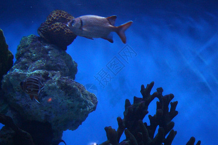 海水中的鱼 美丽而丰富多彩的景象野生动物环境海洋团体热带水族馆盐水珊瑚礁潜水生活背景图片