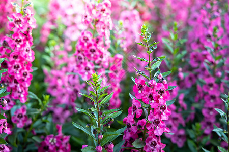 五颜六色的花的背景图片花瓣紫色植物群宏观粉色生长花束季节植物背景图片