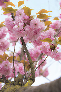 北区浅山公园盛美汉南派对的粉红樱花花头鸢尾花垂直公共公园花瓣蓝色叶子位置植物公园背景