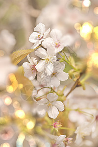 近距离接近白色的叶木实野樱桃花朵和苍白的布凯高清图片