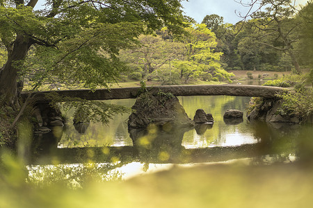 文京区在Rikugigien池塘上的日本石桥和花棚花园蓝色鸢尾花位置季节垂直天空背景花头植物背景