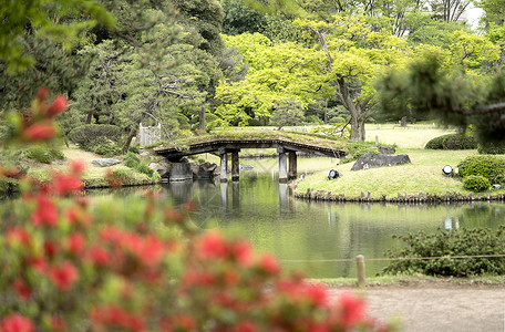 考文特花园日本叶子高清图片