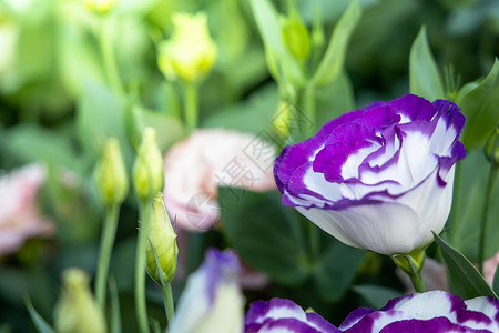 紫色花束五颜六色的花的背景图片季节植物群宏观粉色紫色花瓣花束生长植物背景