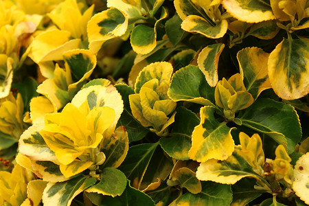 园里的黄黄色植物植物群树叶图案绿色花卉花园背景图片