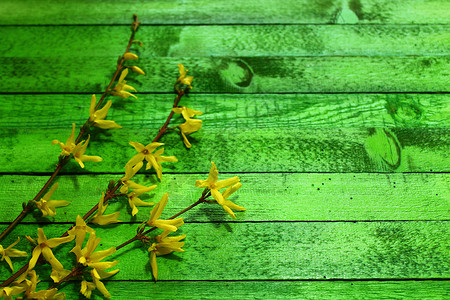绿色木板上的连翘表面木头背景边界硬木问候鲜花材料绿板背景图片