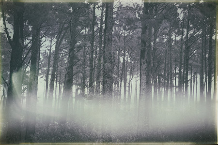 充满烟雾的森林概念背景主题背景图片