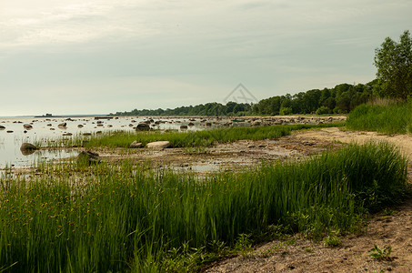 海滨海岸带海草和海石背景
