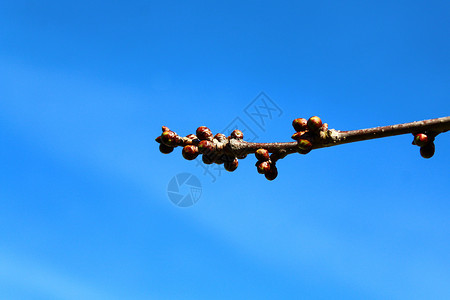 蓝天前的樱桃树芽蜜蜂蓝色花海白花植物植物学设计荒野花朵果树背景图片